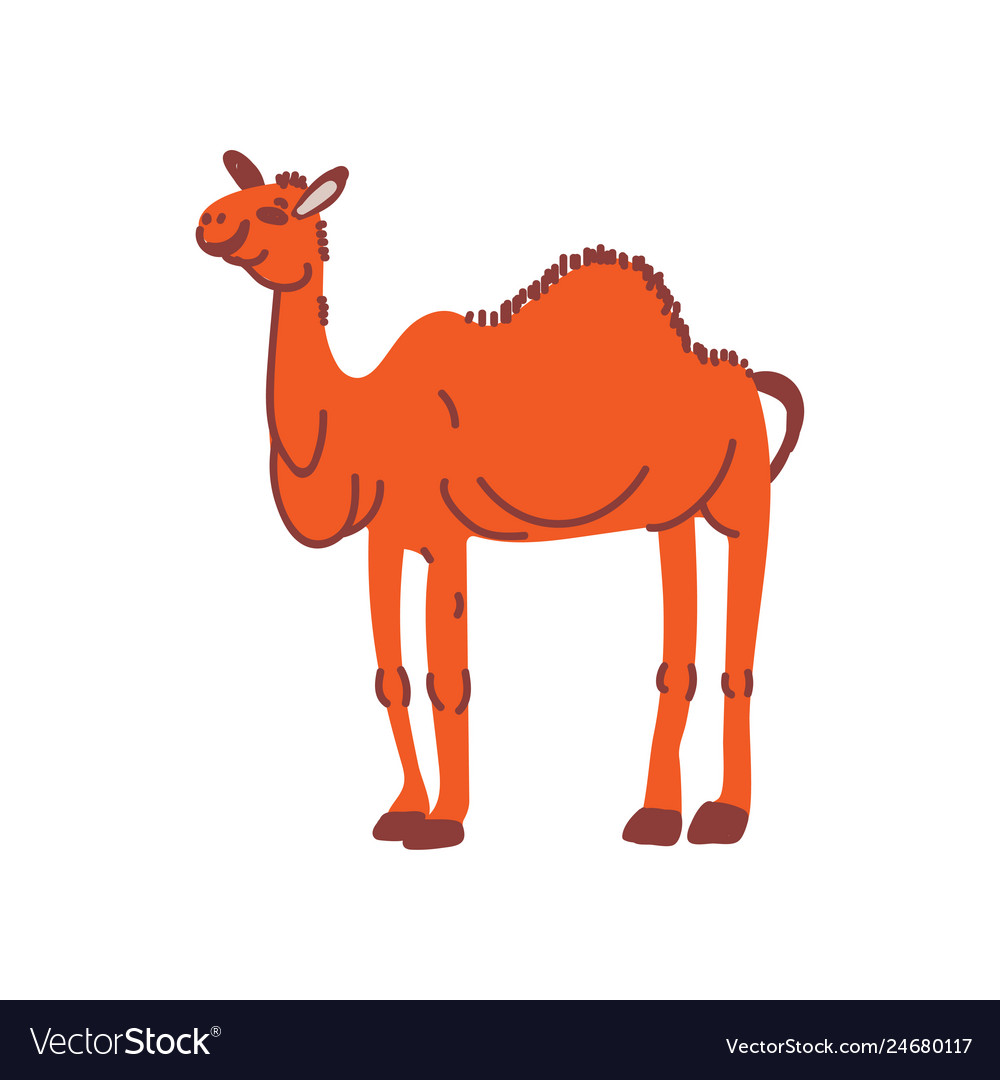 Camel wild exotic african animal Royalty Free Vector Image Camel wild exotic african animal Royalty Free Vector Image
