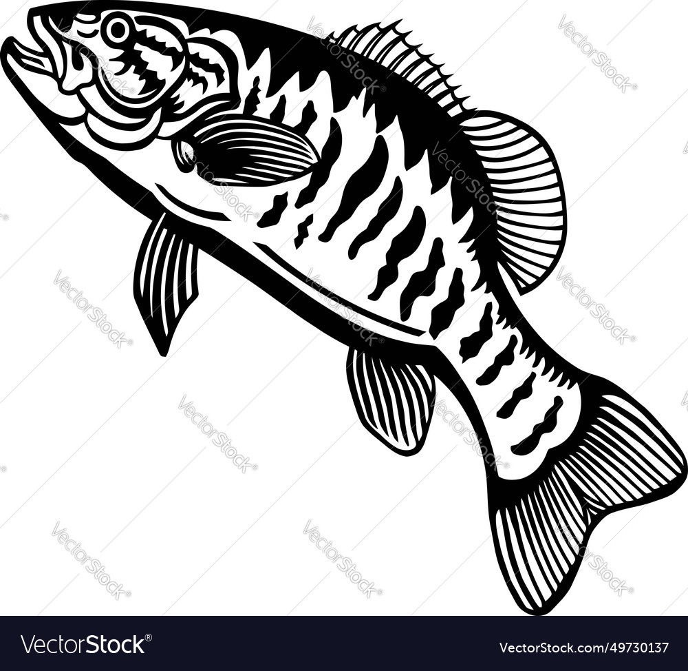 Smallmouth bass - american fishes - logo fish Vector Image