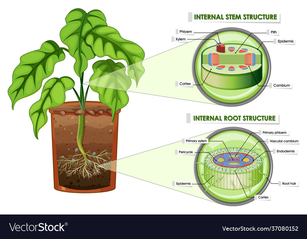 Diagram showing stem and root structure Royalty Free Vector