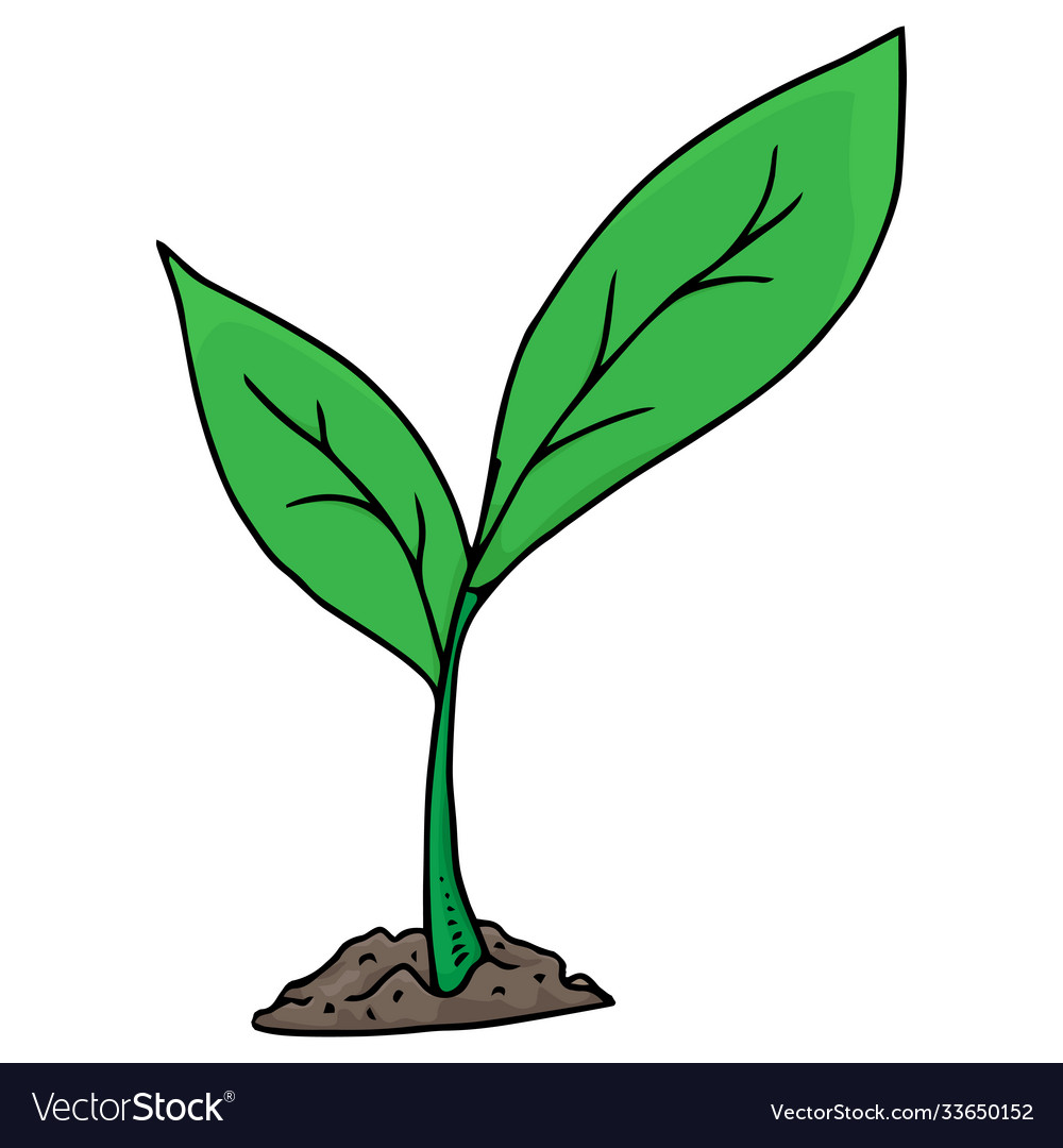 Green Sprout With Leaves Grows In Ground Vector Image