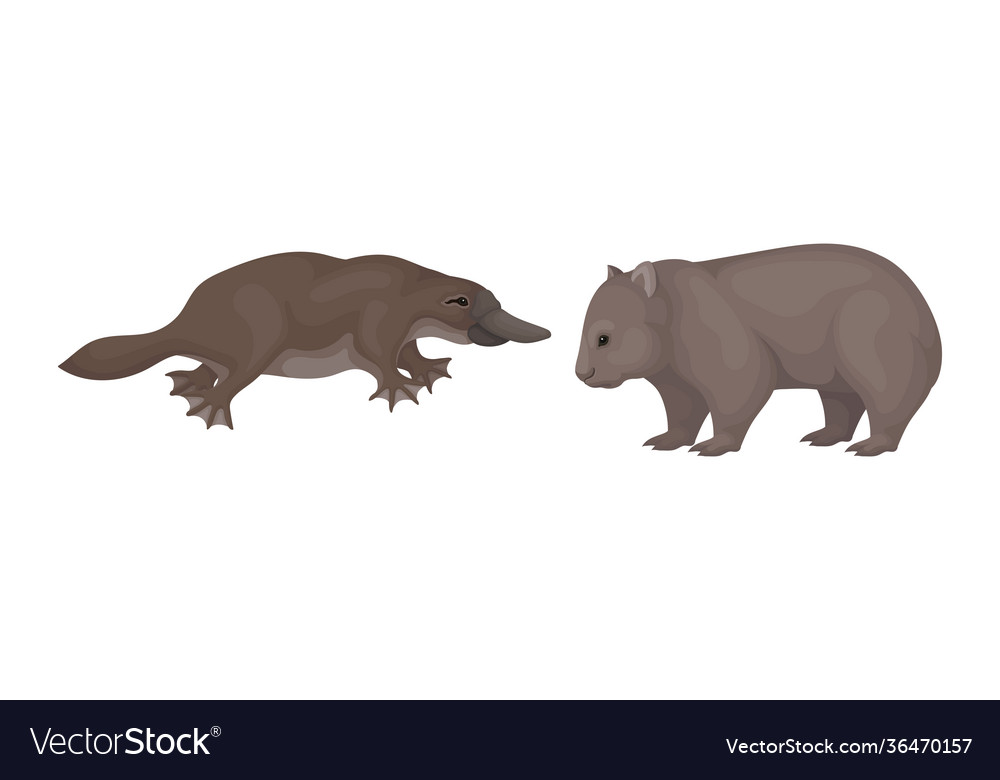 Common wombat and duck billed platypus Royalty Free Vector