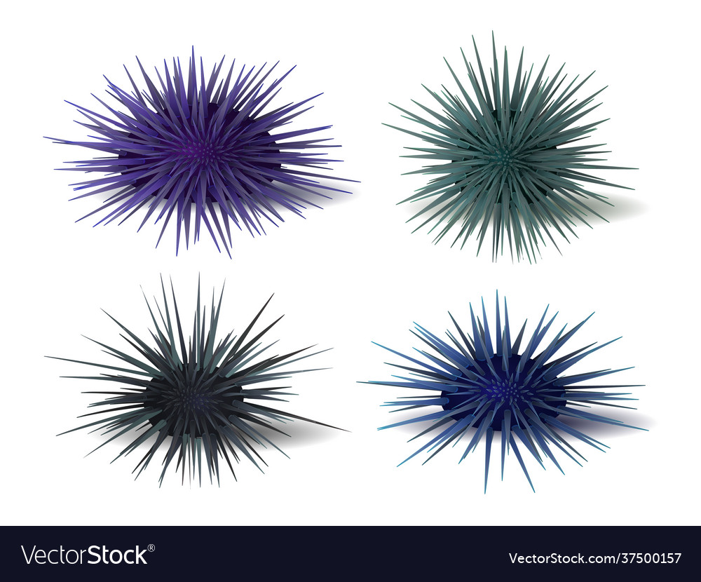 Sea hedgehogs Royalty Free Vector Image - VectorStock