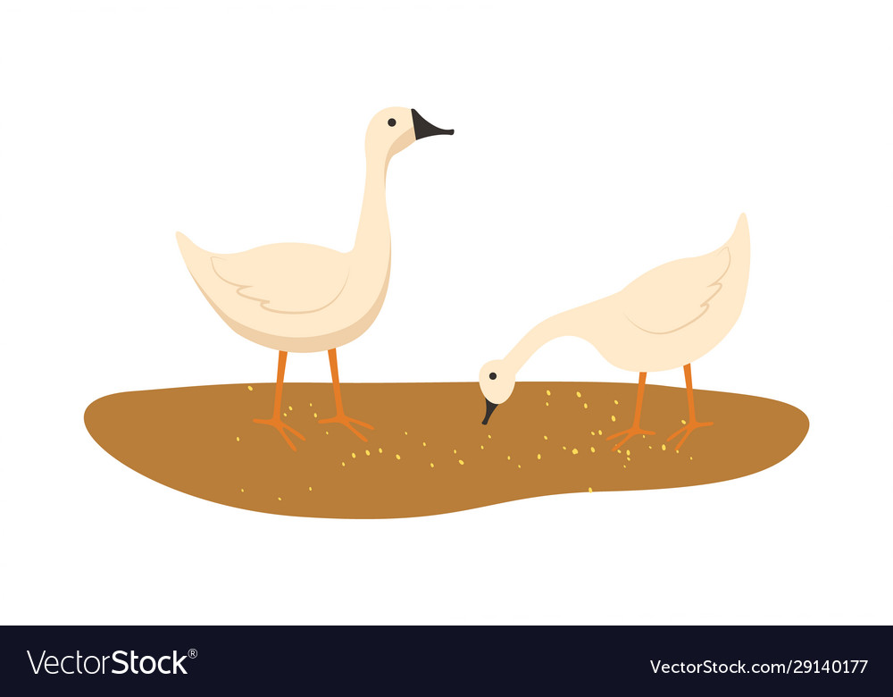 Goose on ground animal eating food wheat Vector Image Goose on ground animal eating food wheat Vector Image