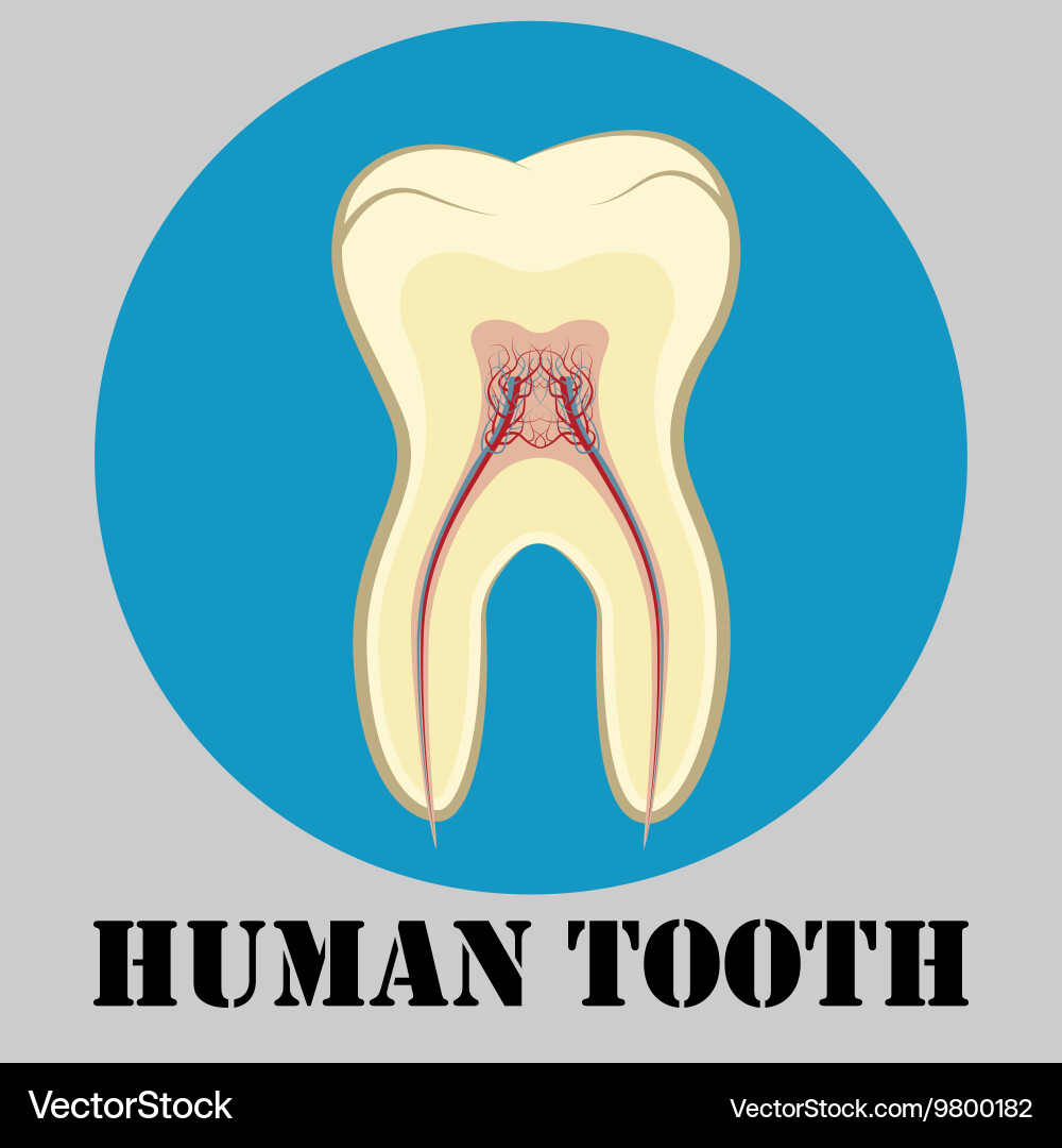 Human tooth emblem Royalty Free Vector Image - VectorStock
