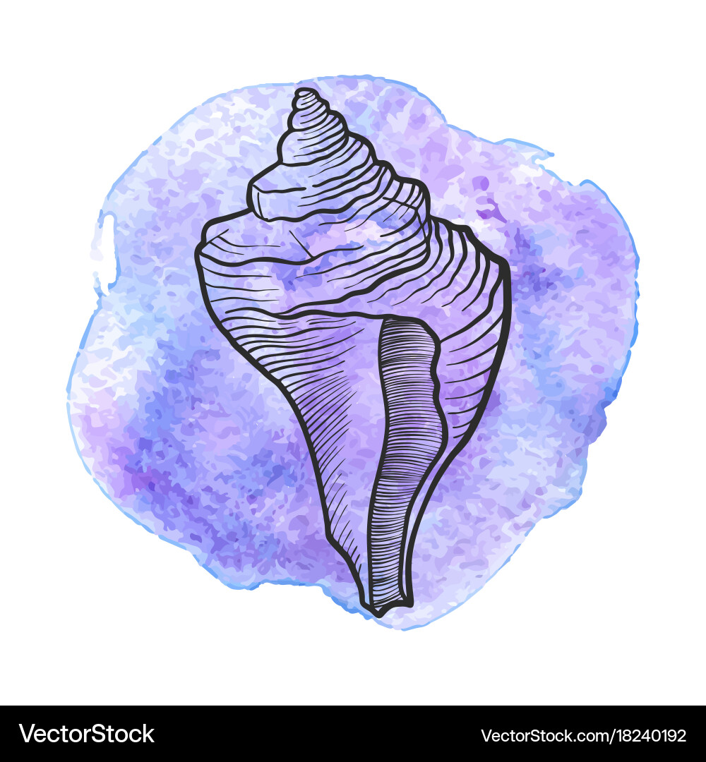 Hand drawn seashell Royalty Free Vector Image - VectorStock