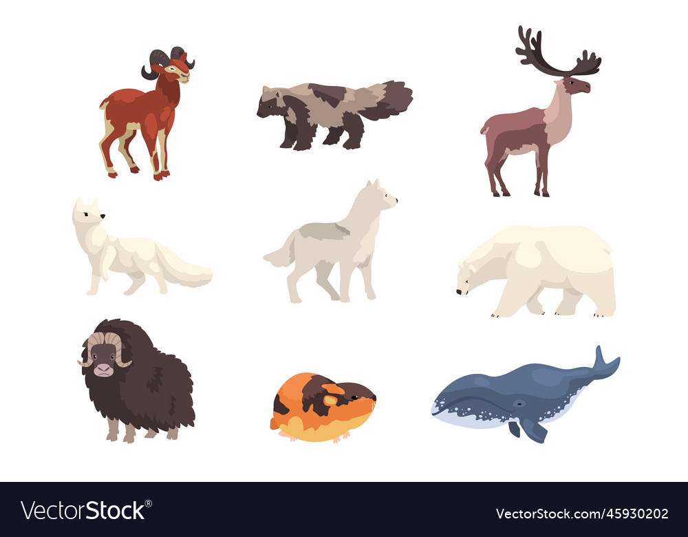 Polar animals set bear musk ox seal fox