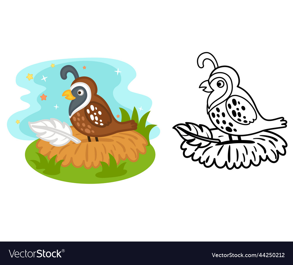 Educational coloring book cartoon quail Royalty Free Vector