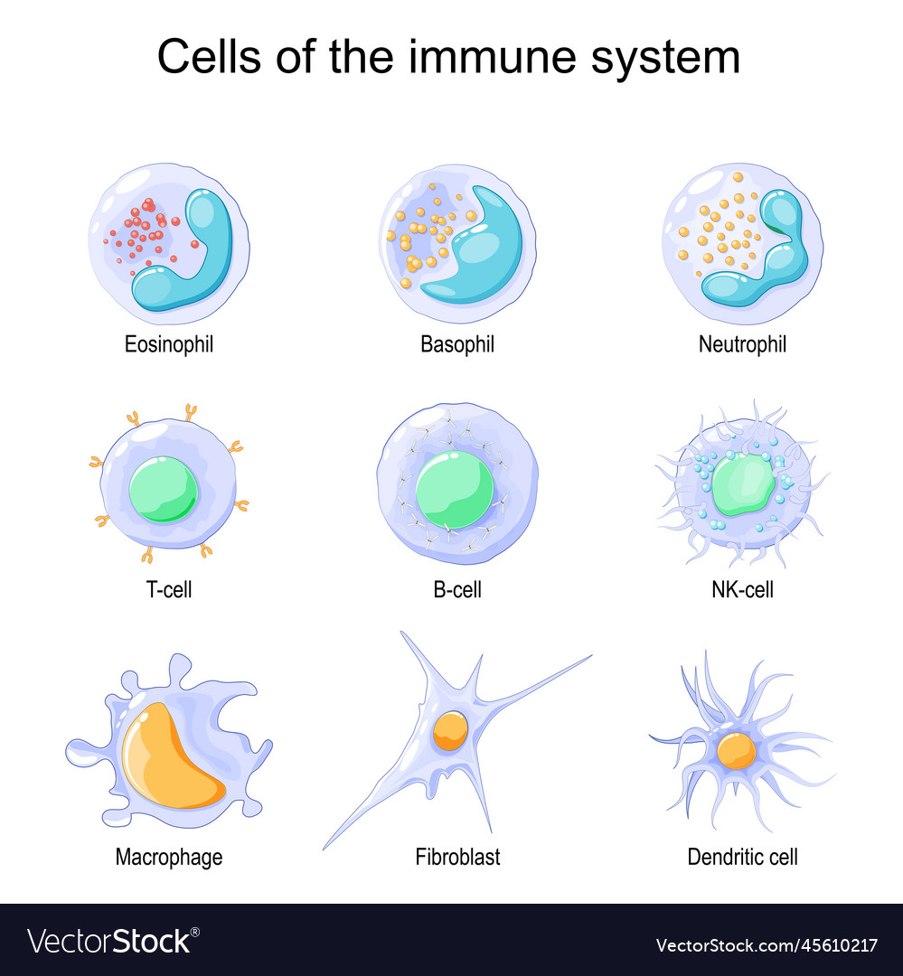 Immune system white blood cells or leukocytes Vector Image