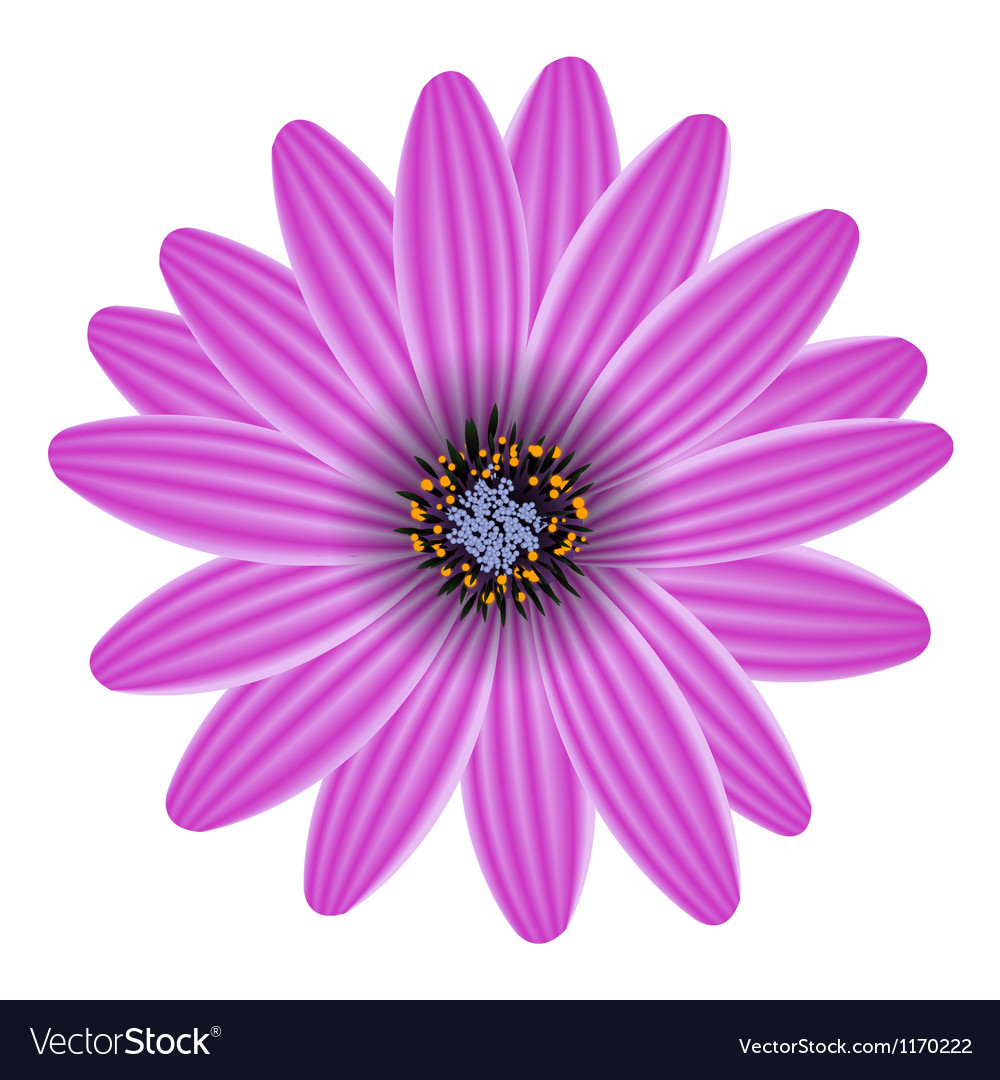 Purple Flower Isolated On White Royalty Free Vector Image Purple Flower Isolated On White Royalty Free Vector Image