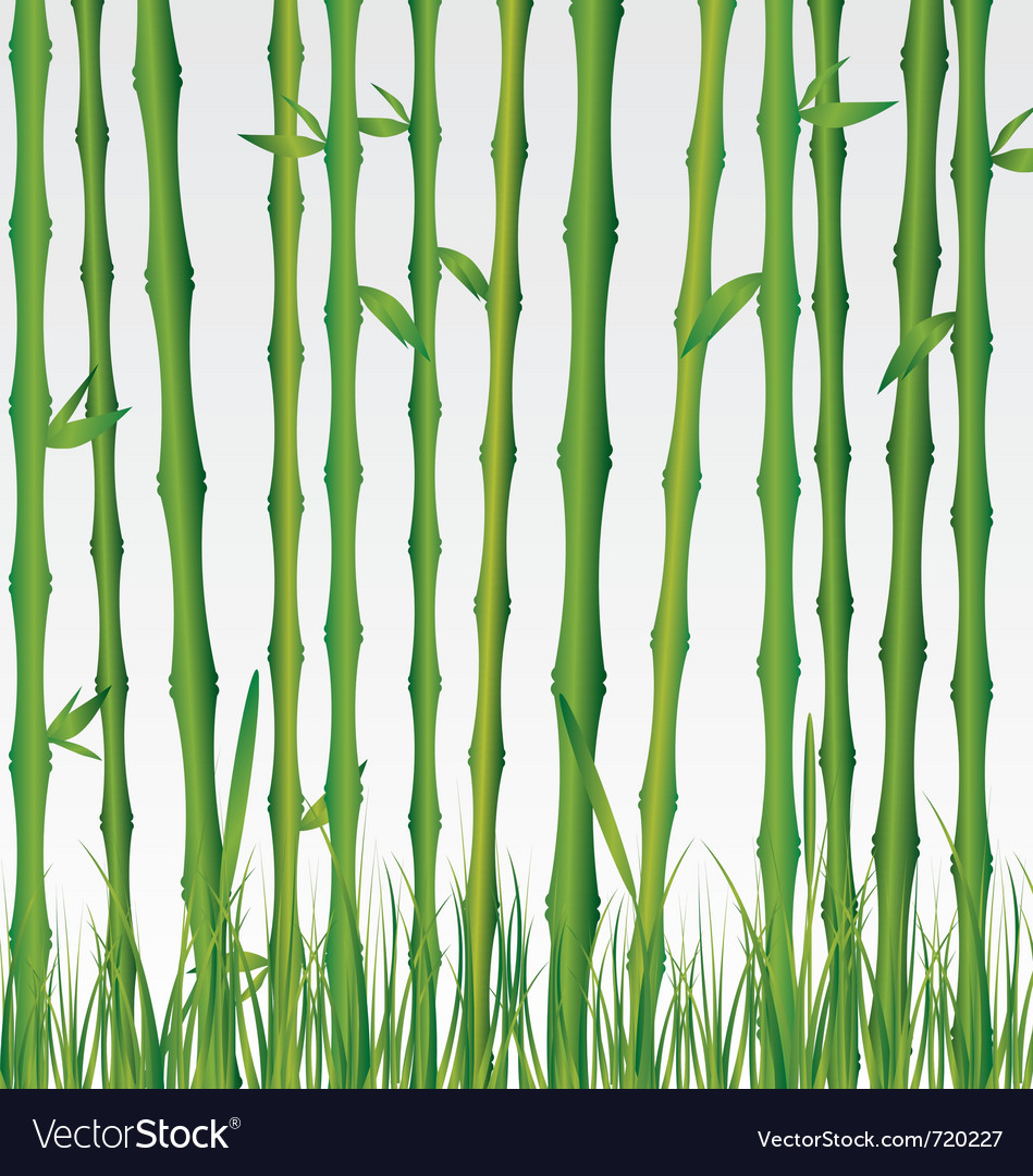 Bamboo forest Royalty Free Vector Image VectorStock