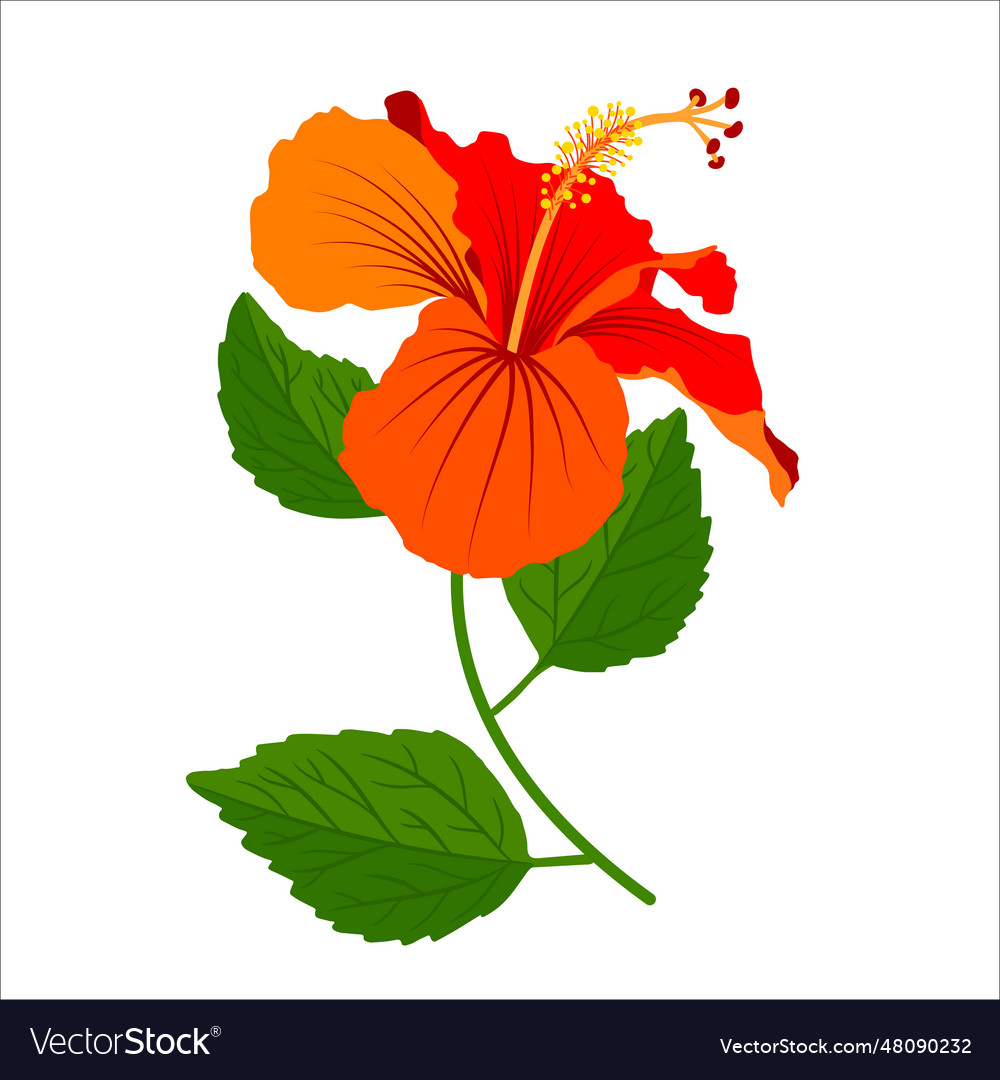Hibiscus detailed full bloom flower with stem and Vector Image