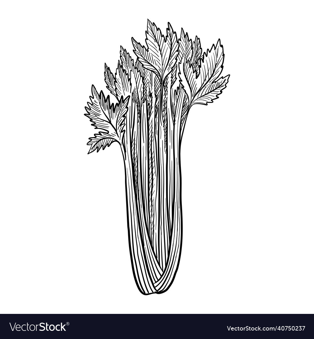 Drawing celery isolated at white background Vector Image