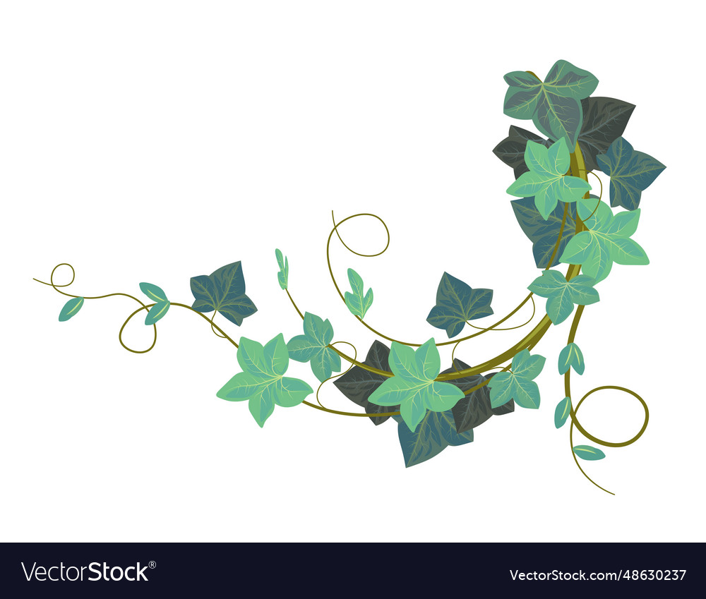 Ivy climbing plant evergreen hedera botany Vector Image