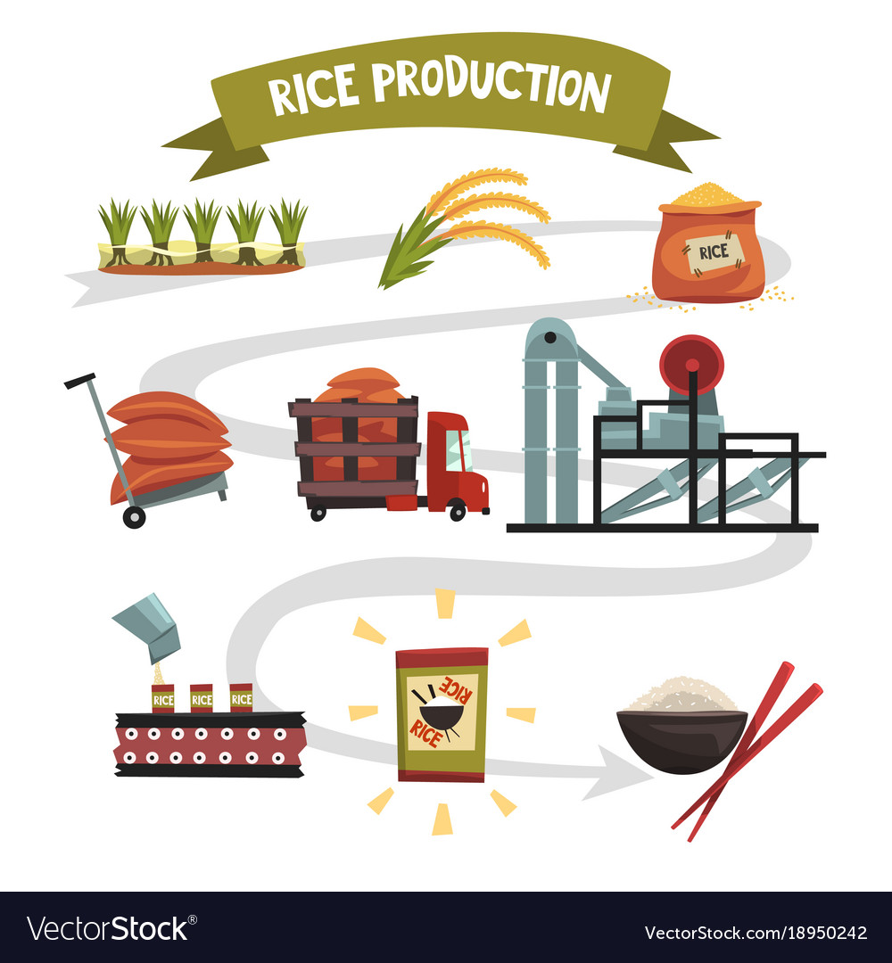 research paper on rice production