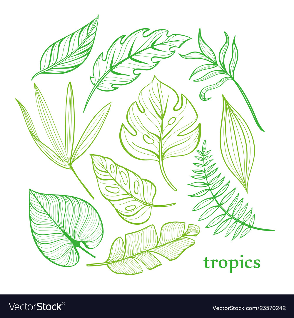 Set of tropical leaves line drawing hand-drawn Vector Image