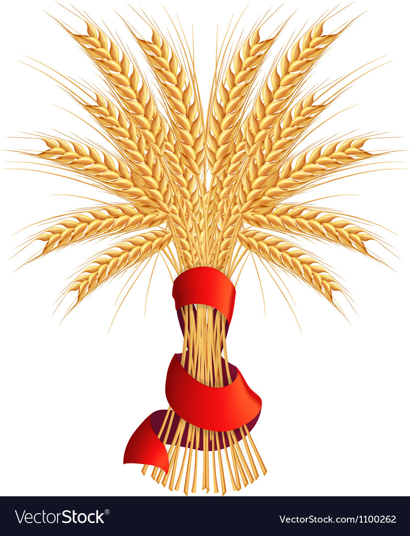 Sheaf of wheat Royalty Free Vector Image VectorStock