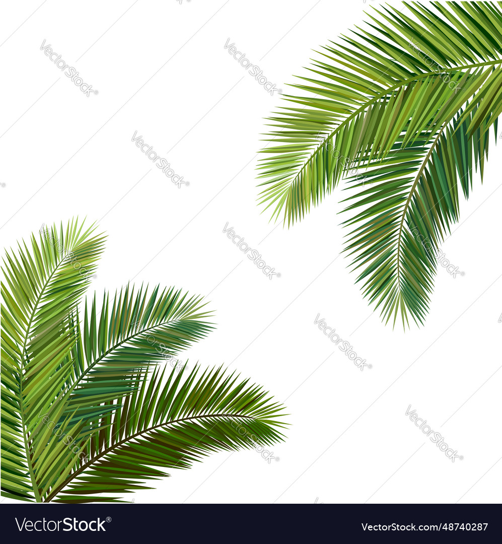 Coconut leaf Royalty Free Vector Image - VectorStock