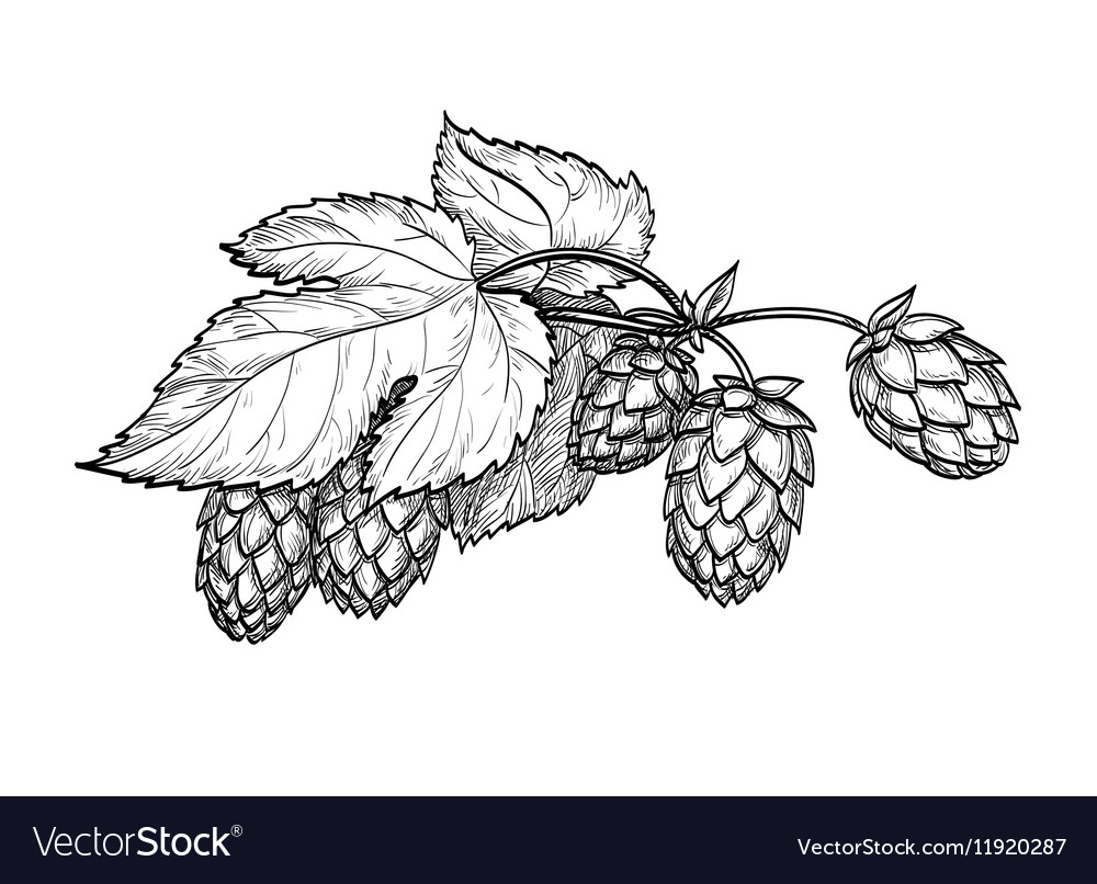 Hops Royalty Free Vector Image - VectorStock