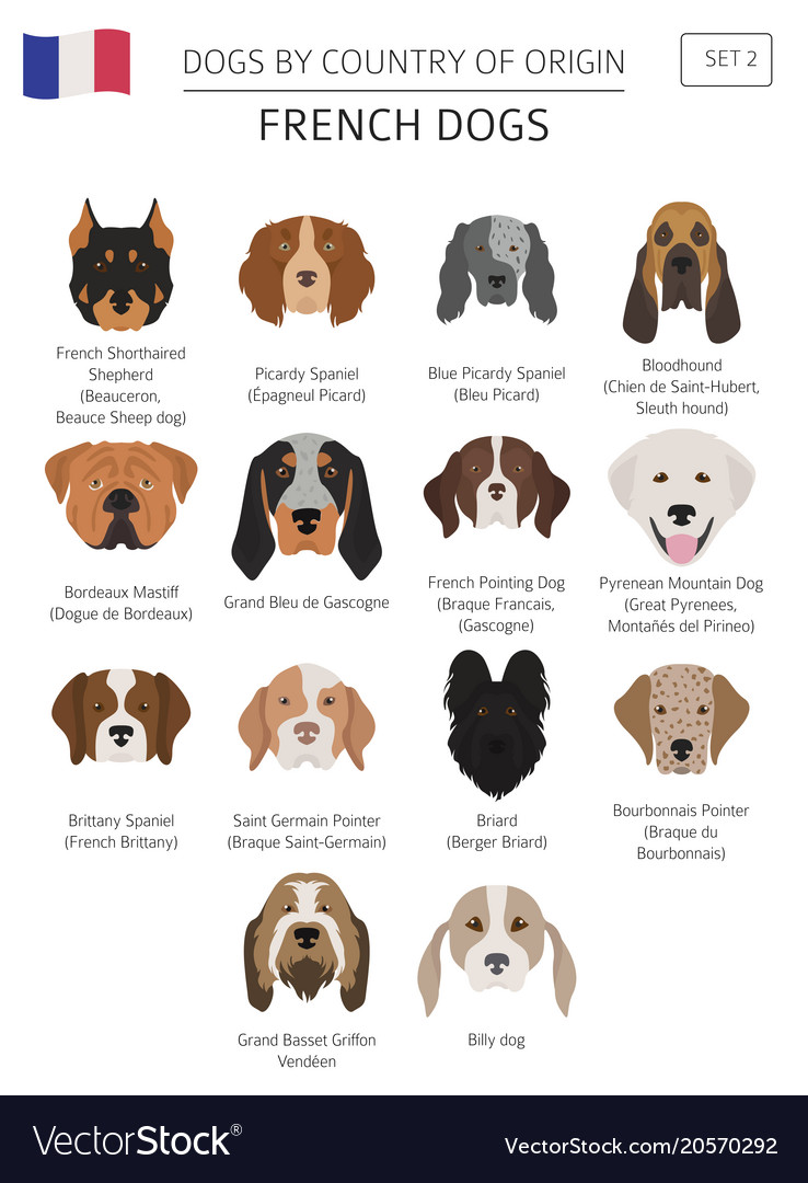 Types of french sales dogs