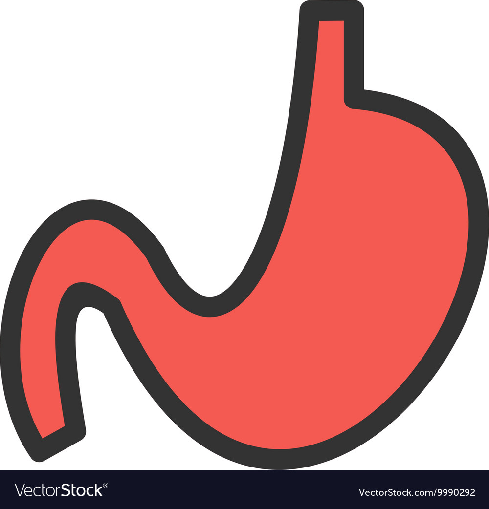 Stomach Royalty Free Vector Image - VectorStock