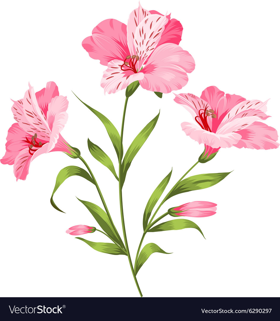 Alstromeria branch isolated on white Royalty Free Vector