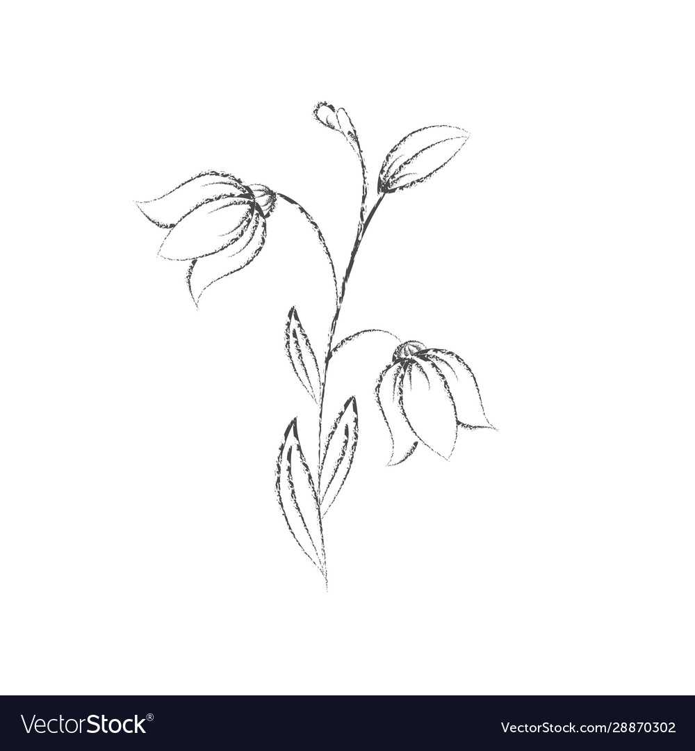 Premium Vector | Pencil drawing of a tulip flower