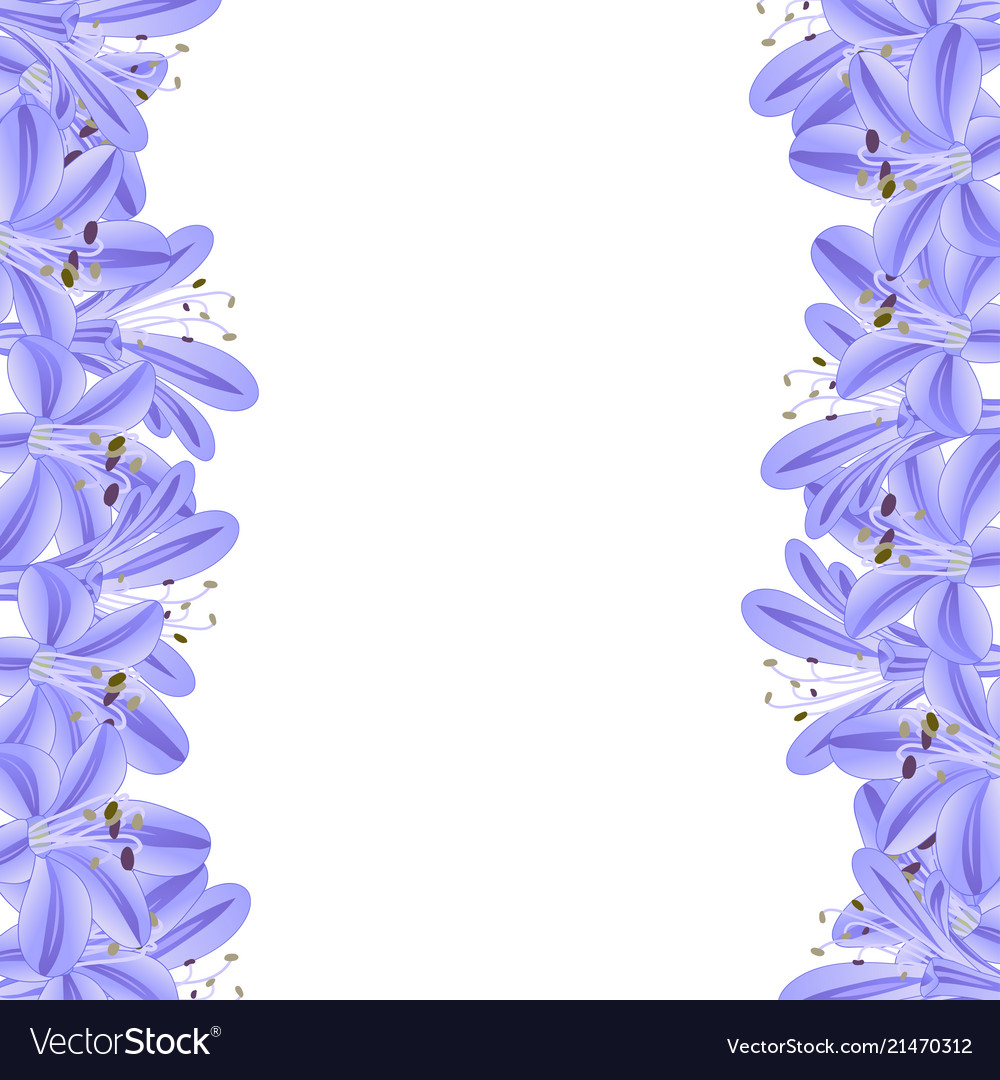 Blue purple agapanthus border Royalty Free Vector Image