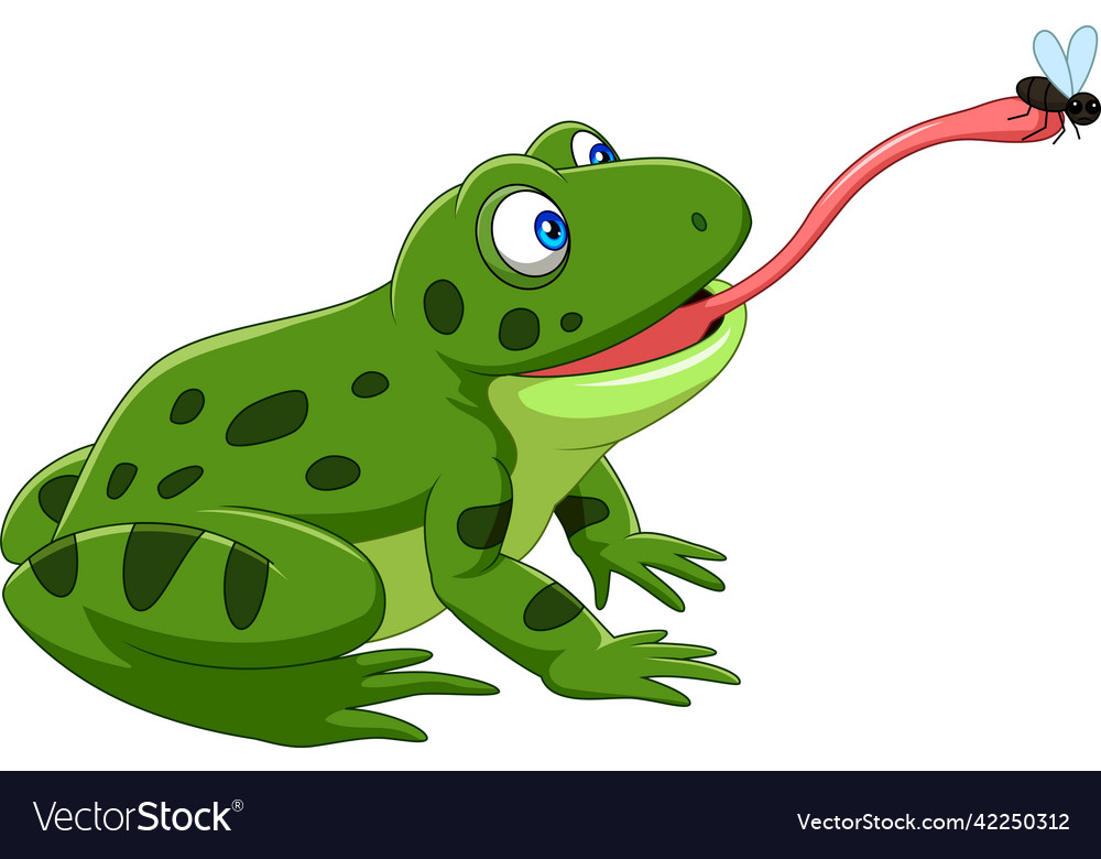 Cartoon frog catching a fly Royalty Free Vector Image