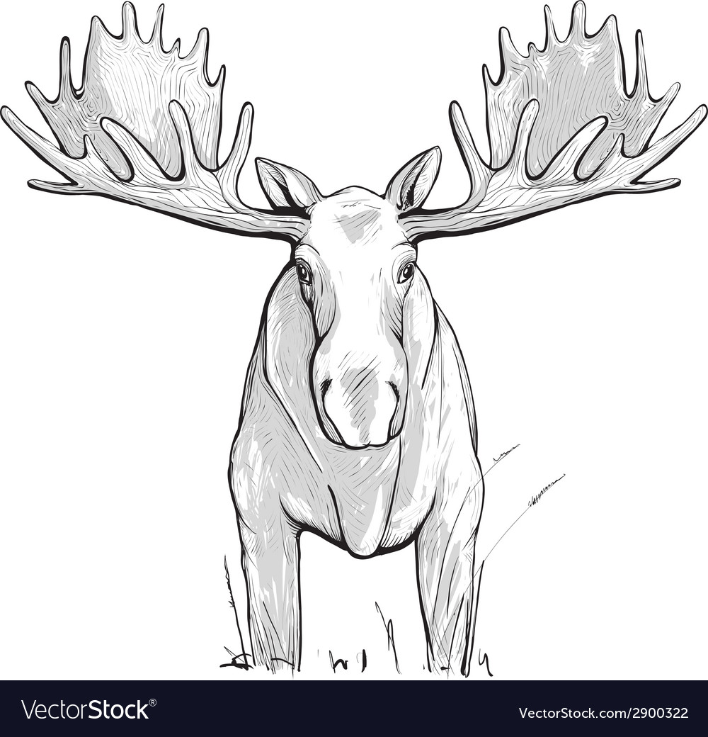 Moose Royalty Free Vector Image - VectorStock