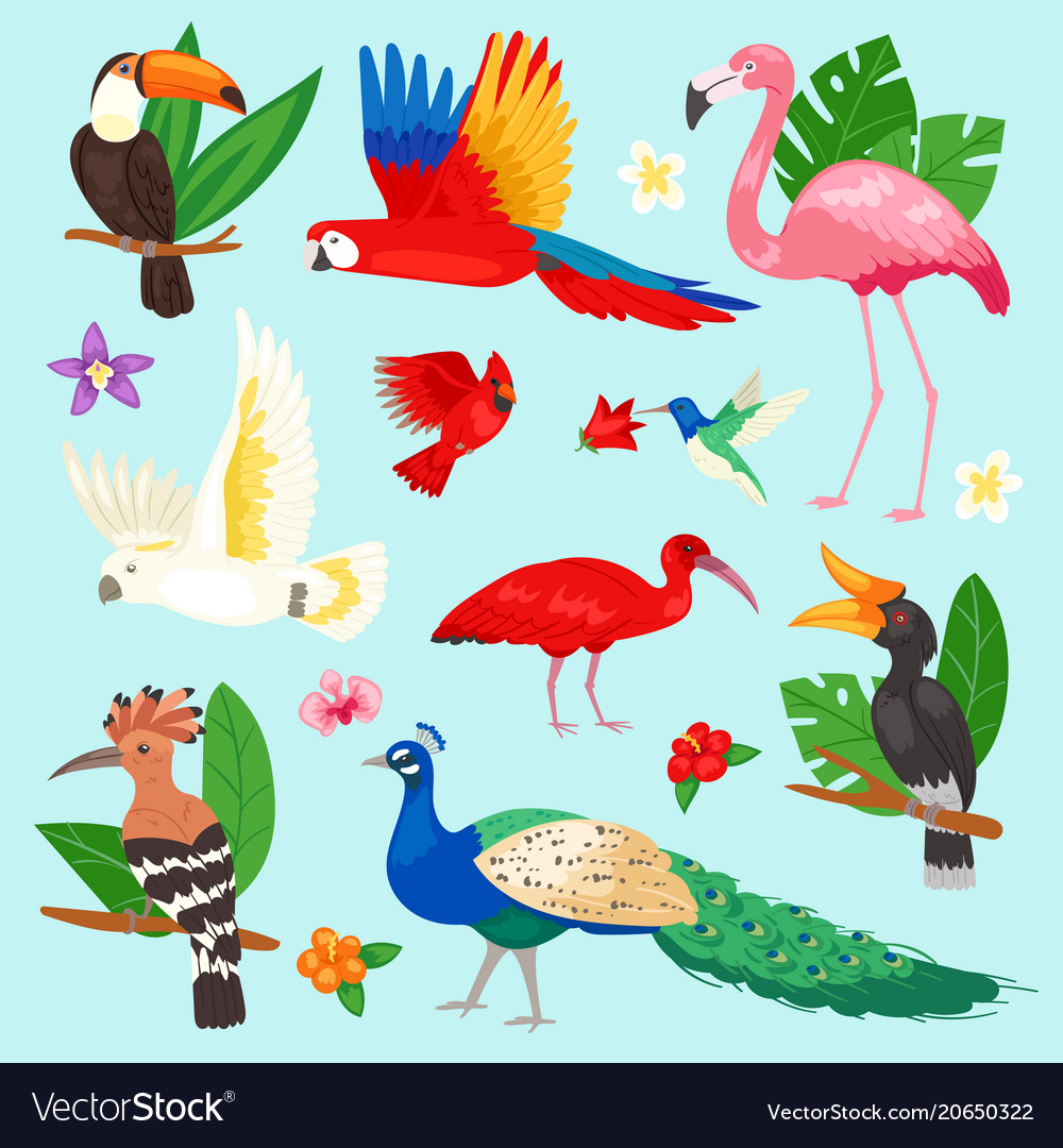 Tropical birds exotic parrot or flamingo Vector Image