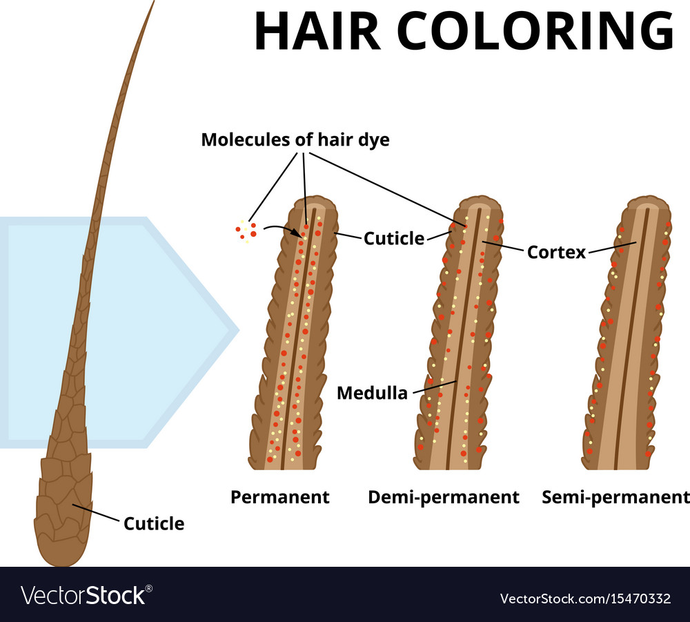 cuticle-hair-close-up-royalty-free-vector-image