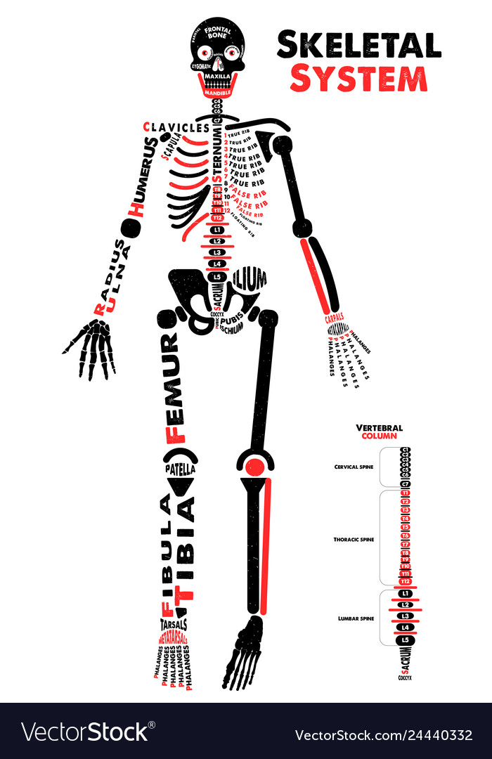 Skeletal System Poster