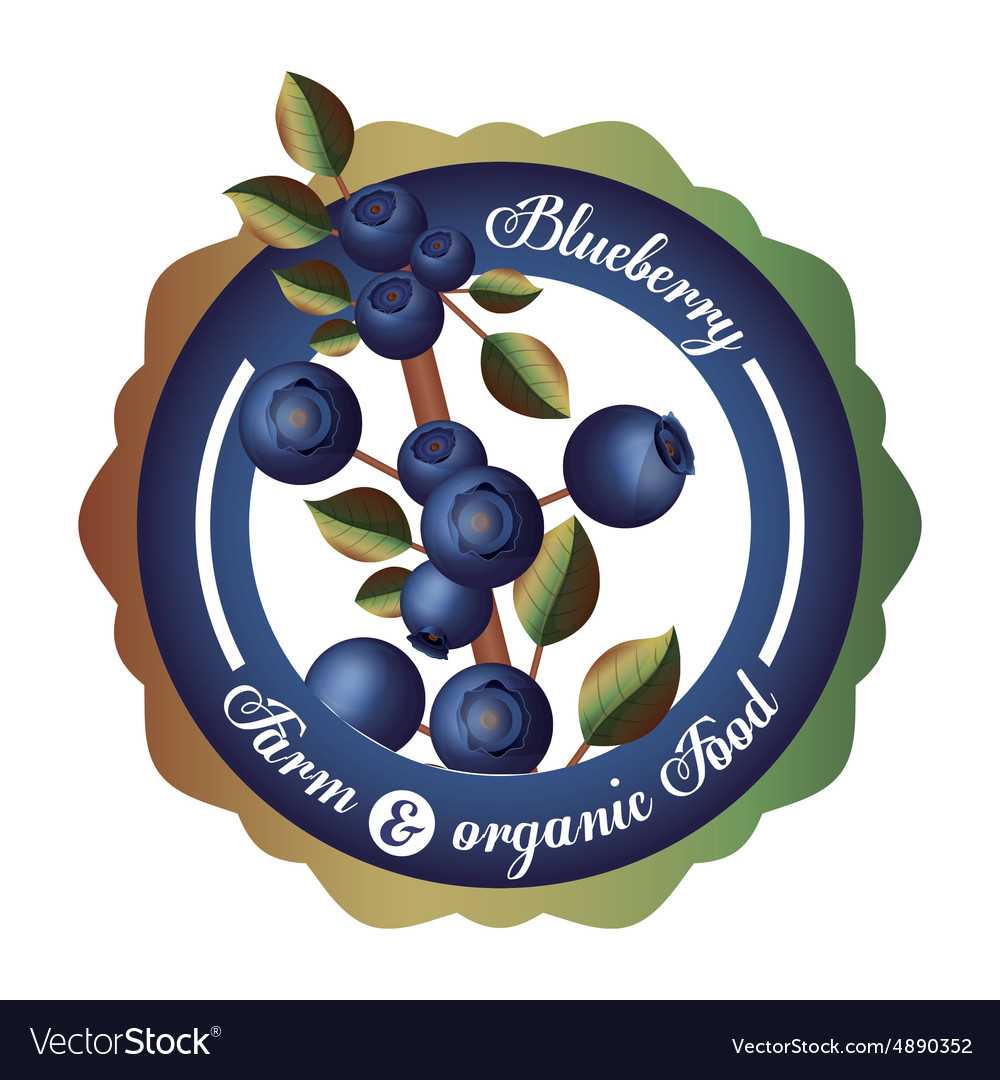 Blueberry design Royalty Free Vector Image - VectorStock