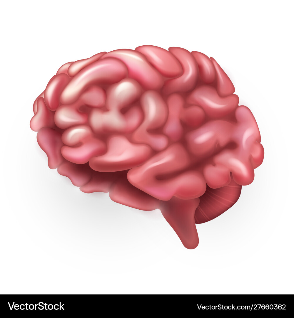 Human brain Royalty Free Vector Image - VectorStock