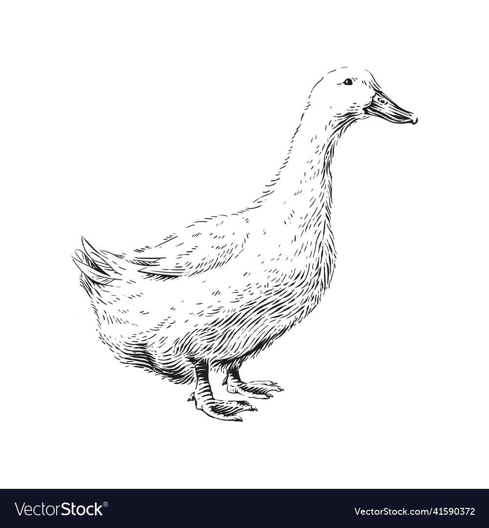 Duck hand drawing sketch engraving Royalty Free Vector Image