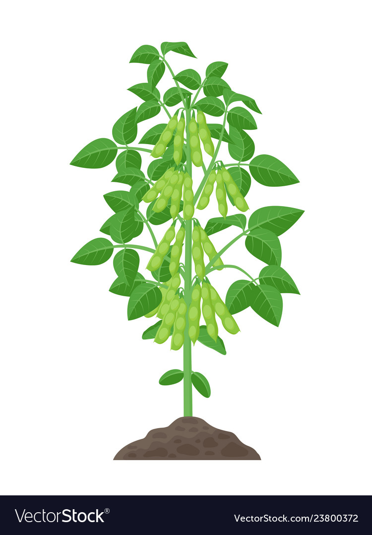 Soybean Plant Isolated On Royalty Free Vector Image