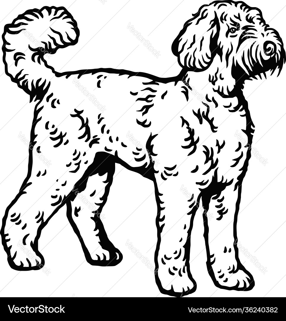 Labradoodle dog pose- isolated Royalty Free Vector Image