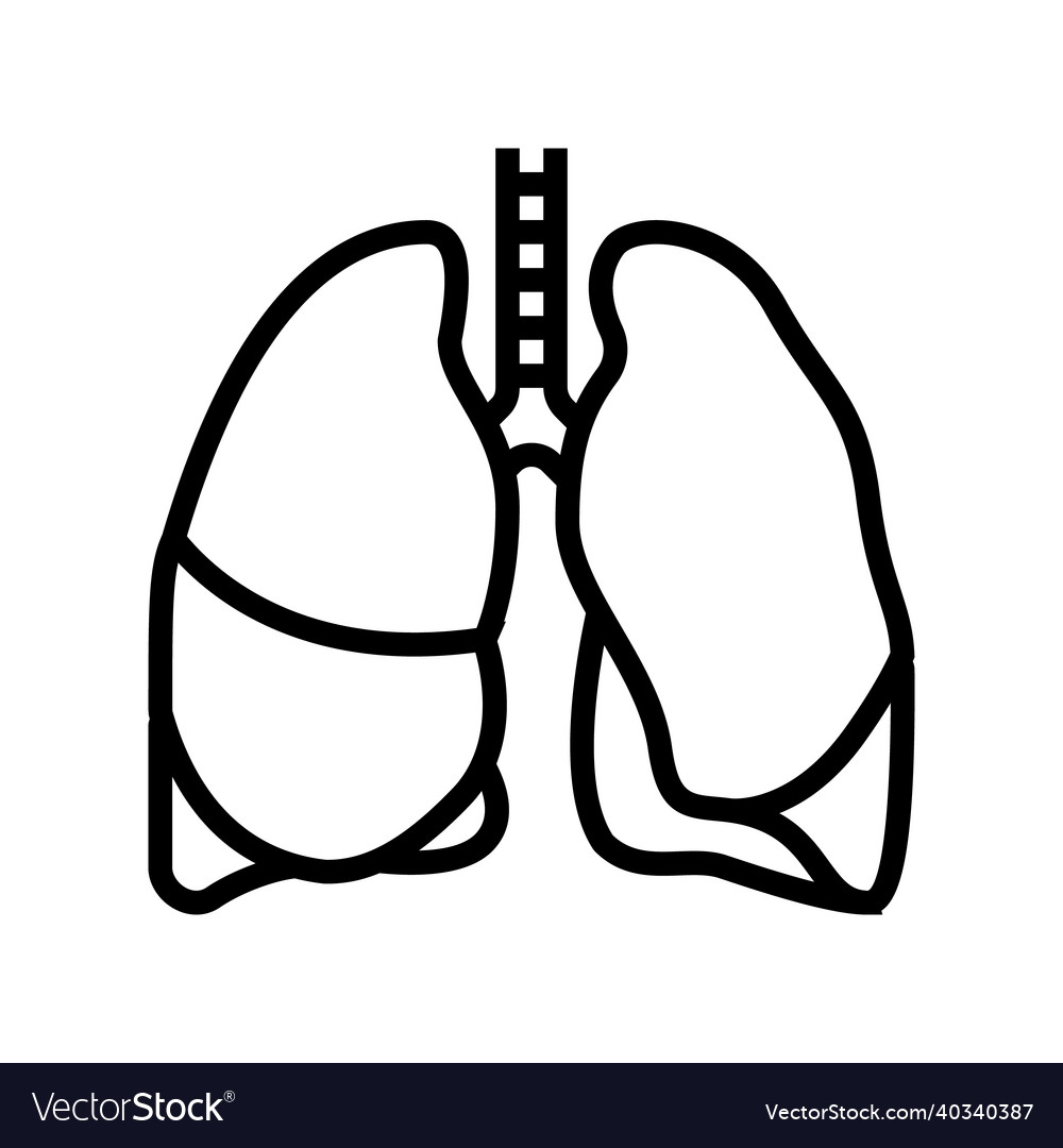 Lung human organ line icon Royalty Free Vector Image