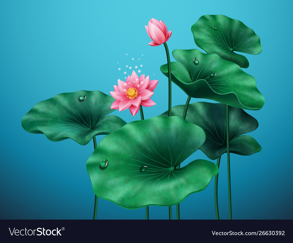 Flower lotus with leaves on blue background Vector Image