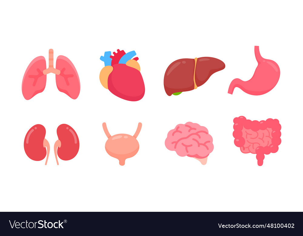 Human organs body internal parts concept Vector Image