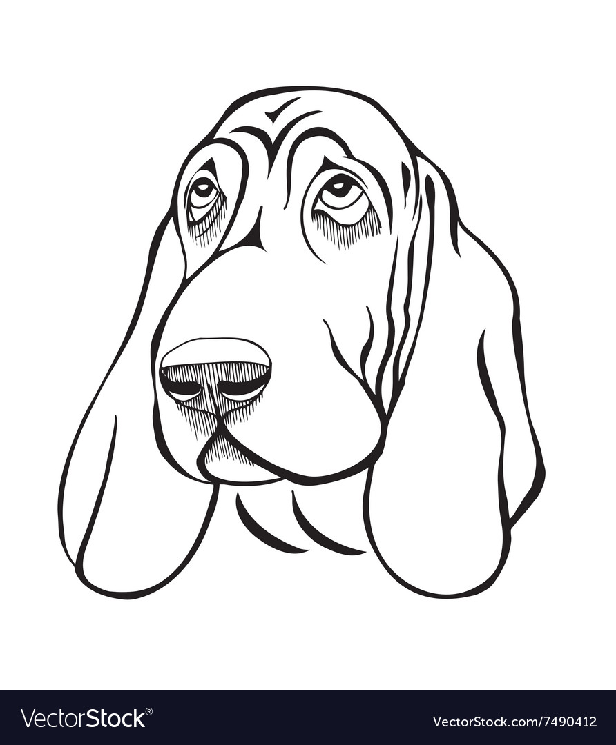 Dog breed basset head Royalty Free Vector Image