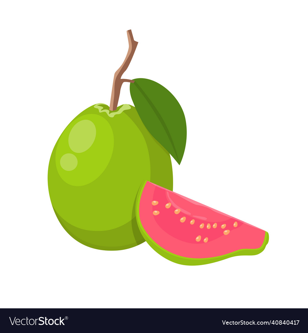 Flat Of Guava Isolated On White Background Vector Image