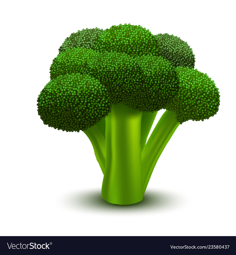 Realistic 3d detailed green fresh broccoli Vector Image