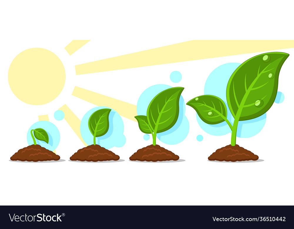 Sprout sprouting in ground set growth phases Vector Image