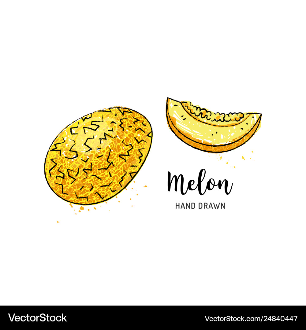 Melon Fruit Drawing Watercolor Melon On A White Vector Image