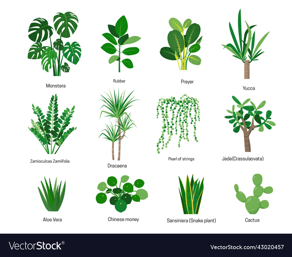 House Plants Or Flowers With Names Isolated Vector Image