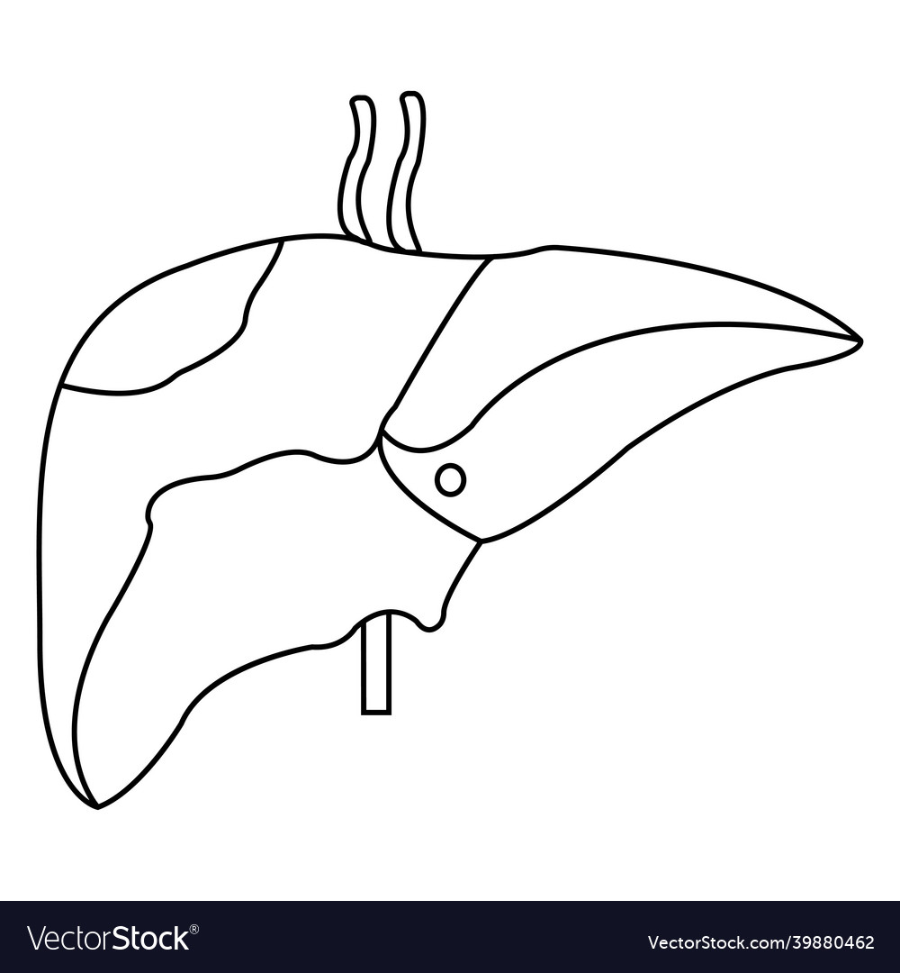 Line icon liver simple Royalty Free Vector Image