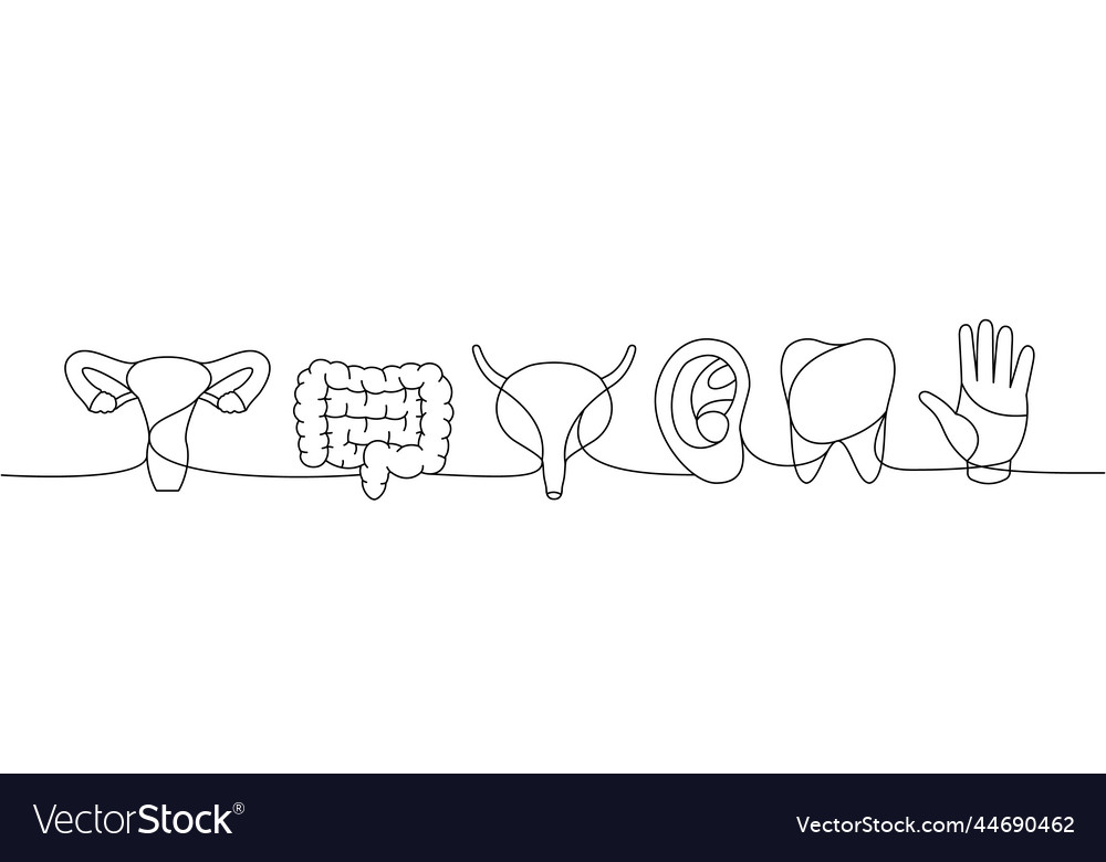 Set of human organ one line continuous drawing Vector Image