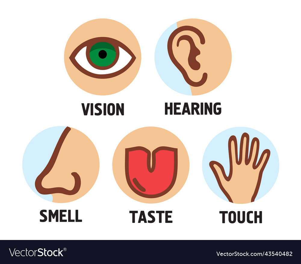 The five senses Royalty Free Vector Image - VectorStock