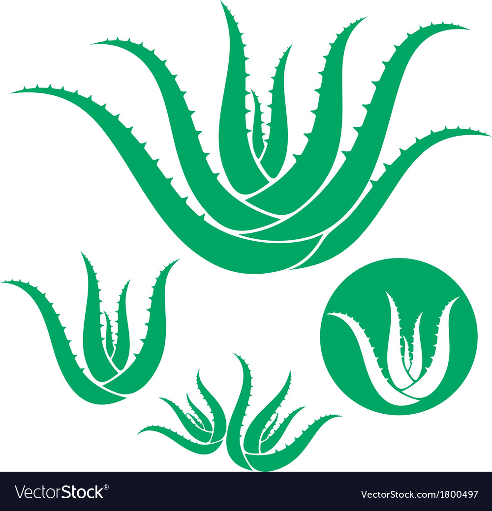 spiral aloe vector
